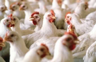 Avícola Molnar - Foto 1