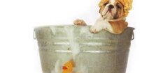 banho-tosa-de-animais-cidade-dutra-1359737830
