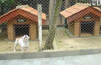 Torres Silva Kennel - Foto 1