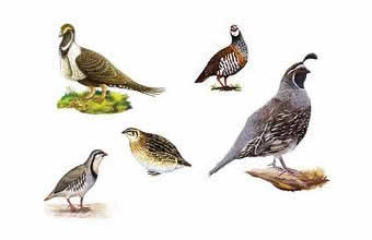 Teravis Aves e Rações - Foto 1