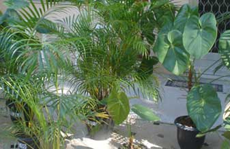 Ma Teixeira Plantas - Foto 1