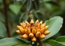 cheiro de chocolate em Caçapava